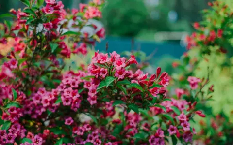 Üppige, pinke Weigelie-Blüten im Garten. Ein Rückschnitt sorgt für gesunden Wuchs und reiche Blüte im nächsten Jahr.