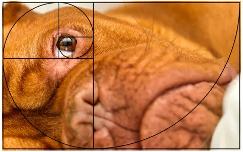 En närbild av en hunds öga och nos, med en överlagd gyllene snittet foto-spiral som framhäver kompositionen.