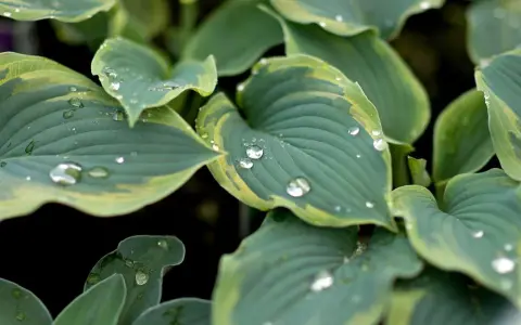 Close-up of variegated hosta types after rain, with water droplets clinging to the blue-green leaves edged in yellow.