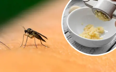 Ziemiórki na skórze i czosnek granulowany na ziemiórki wyciskany przez praskę do miseczki.