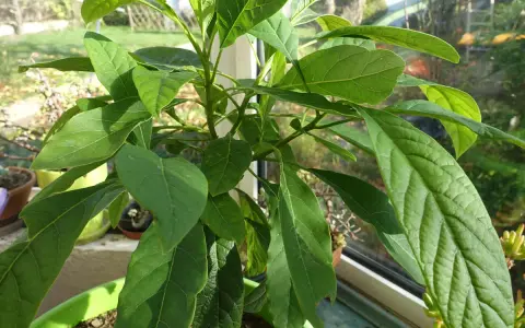 Un jeune avocatier de 5 ans, aux feuilles vertes et luxuriantes, pousse sur un rebord de fenêtre ensoleillé.