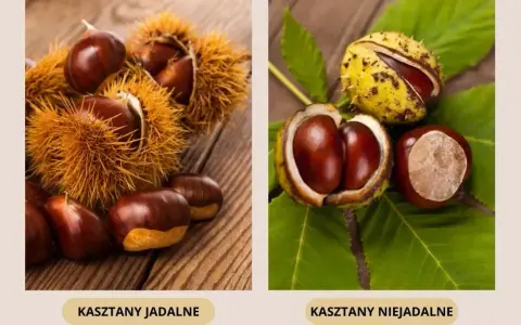 Czy pies może jeść kasztany? Dowiedz się, co może mu grozić