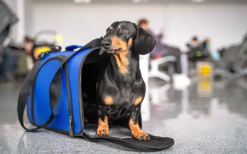 Jamnik w niebieskiej torbie podróżnej czeka na lot z Ryanair.