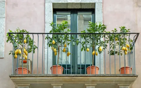 Quatre citronniers en pot ornent un balcon, leurs fruits jaunes brillants se détachant sur le feuillage vert.