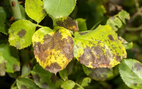 Feuilles de rosier atteintes de taches noires, signe qu'il faut savoir comment traiter les rosiers pour les sauver.
