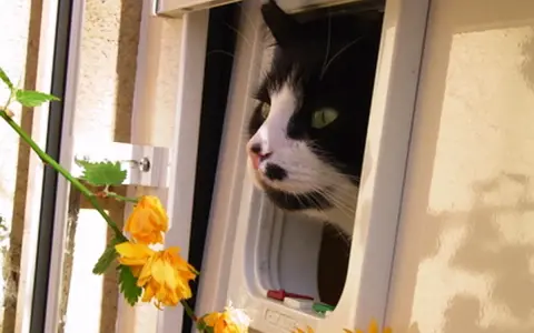 Schwarz-weiße Katze mit grünen Augen schaut neugierig durch eine Katzenklappe. Sie scheint die Freiheit der "katzen mietwohnung" zu genießen.