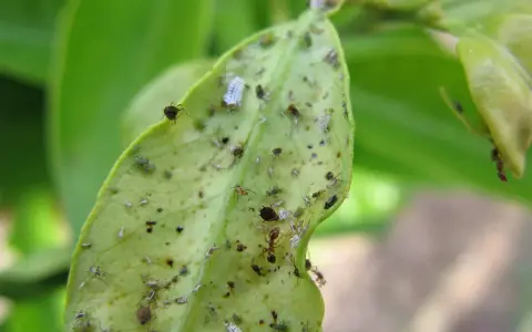 Un'infestazione di afidi limone su una foglia verde. Si vedono insetti di varie dimensioni, alcuni bianchi e altri verdi, e una formica.
