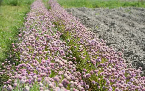 Champ de fleurs de ciboulette aux teintes rosées, s'étendant à perte de vue, bordé par de l'herbe verte et un sol labouré.
