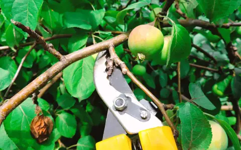 Sécateur jaune prêt à tailler un jeune pommier. L'entretien de l'arbre assure une belle récolte.
