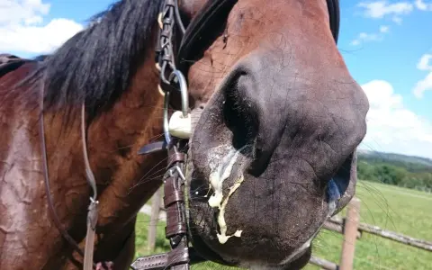 Braunes Pferd mit Ausfluss aus den Nüstern. Vielleicht ein trockener Husten beim Pferd, für den Hausmittel gesucht werden.