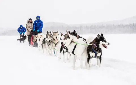 En grupp hundar drar en släde genom snön. Hundspannet är en fantastisk upplevelse i vinterlandskapet.