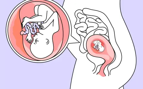 Ein Baby in der 18. SSW wächst im Mutterleib. Die vergrößerte Ansicht zeigt die detaillierte Entwicklung des Fötus.