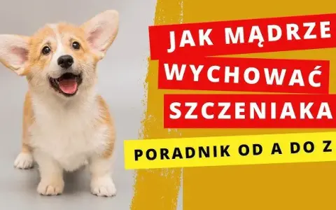 Jak wychować szczeniaka? Poradnik krok po kroku i kluczowe komendy