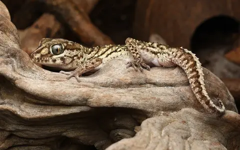 Ile kosztuje gekon madagaskarski? Pełny przewodnik finansowy