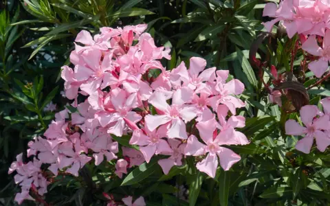 Oleander: Przycinanie krok po kroku. Kwitnij bujnie i bezpiecznie!