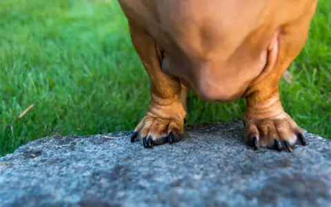 Brązowy piesek z lekko krzywymi przednimi łapami stoi na kamieniu.