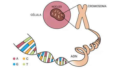 Ilustración muestra la diferencia entre gen y cromosoma: el ADN (con bases A, C, G, T) se enrolla para formar cromosomas dentro del núcleo de una célula.