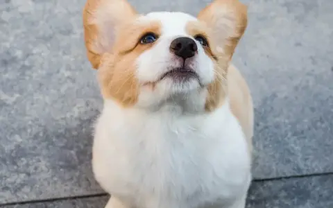 Uroczy szczeniak corgi z wielkimi uszami patrzy w górę, jakby czekał na coś pysznego. Już widać, jaki będzie wspaniały, kiedy pies jest dorosły.