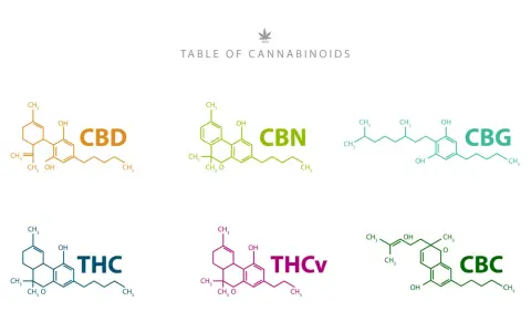 Tabela kannabinoidów: CBD, CBN, CBG, THC, THCV, CBC. CBG to jeden z kannabinoidów.