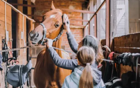 Deux personnes s'occupent du pansage d'un cheval dans une écurie. Le cheval est brun et porte un licol.