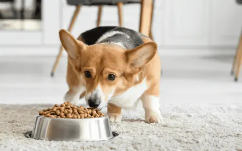 Petit corgi curieux découvre sa nouvelle transition croquette chien. Il renifle avec intérêt sa gamelle remplie.