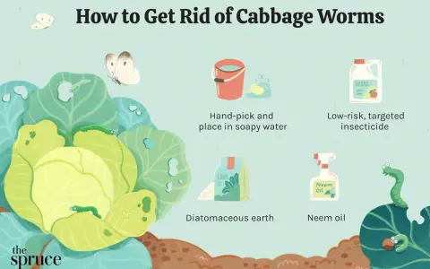 Illustration showing methods to combat cabbage worms, including hand-picking, insecticide, diatomaceous earth, and neem oil.
