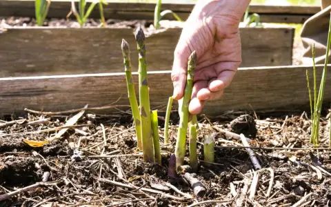 Main d'un jardinier récoltant des asperges vertes et violettes, un signe de la culture asperge florissante.