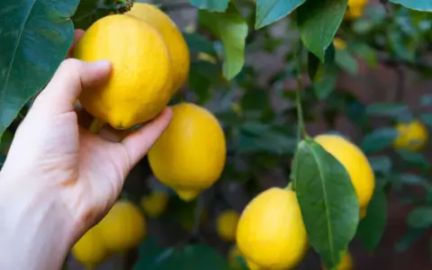 Main d'une personne cueillant un citron jaune mûr sur un arbre, entouré de feuilles vertes.