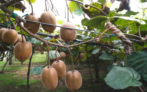 Gros kiwis mûrs pendent des branches, prêts à être récoltés. La taille du kiwi en hiver est une étape clé pour la future récolte.