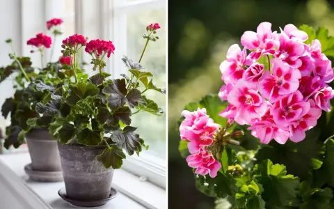 Två pelargoner, en med mörka blad och rosa blommor på en fönsterbräda, och en annan med ljusrosa blommor utomhus. Gula blad på pelargon kan vara ett tecken på att den behöver mer ljus.