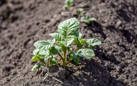Jeunes pousses de pommes de terre dans la terre, prêtes à grandir. Le début de la saison pour planter des pommes de terre.