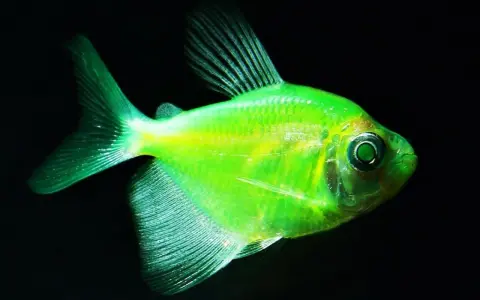 Neonowa tetra kolorowa, świecąca w ciemności. Idealna do akwarium z innymi rybami.