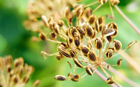 Reife Dill-Samenstände, bereit zum Dill ernten. Die braunen Samen sind gestreift und hängen an dünnen Stielen vor unscharfem grünen Hintergrund.