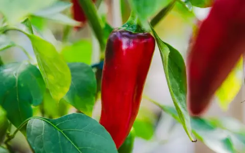 En röd chili hänger redo att skördas. En vacker påminnelse om att odla chili för hetta och smak.