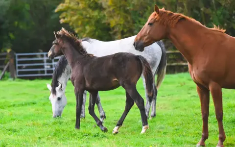 Un jeune poulain brun gambade dans un pré verdoyant, entouré de chevaux adultes.