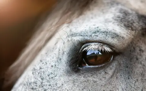 Gros plan sur l'oeil d'un cheval, reflétant un paysage. La peau grise mouchetée et les longs cils blancs accentuent la beauté de cet oeil de cheval.