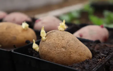 Potatis i pallkrage börjar gro. Små skott tittar fram ur de bruna potatisarna, redo att växa i jorden.