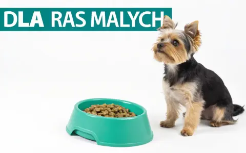 Yorkshire terrier czeka na jedzenie. Na zdjęciu tekst "DLA RAS MAŁYCH" i miska z karmą, która może być częścią rankingu karm dla szczeniąt.