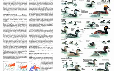 Ilustracje przedstawiające różne gatunki perkozów, w tym perkoza rogaty, zausznika i perkozka. W tle widać fragmenty map z zasięgami występowania, przypominające abstrakcyjne wzory, które mogłyby zdobić okładki płyt zespołów shoegaze bands.