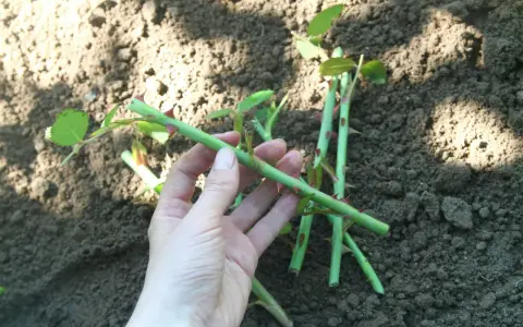 Hand håller en rosstickling redo att ta sticklingar. Jord i bakgrunden.