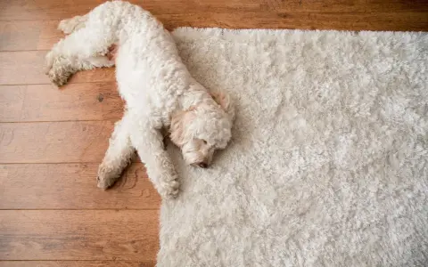 Un perro blanco duerme plácidamente sobre una alfombra mullida, ajeno al ruido calle.