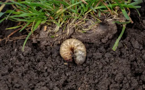Pędraki w trawniku objawy: biała, kręta larwa żerująca w ziemi pod zieloną trawą.