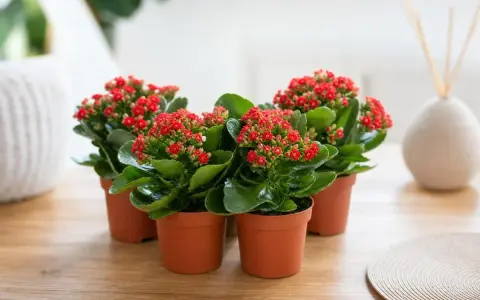 Plusieurs kalanchoés aux fleurs rouges éclatantes, prêts pour leur kalanchoe arrosage.