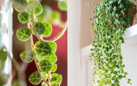 Peperomia prostrata, czyli sukulent o liściach przypominających małe żółwie, tworzy kaskady zieleni.