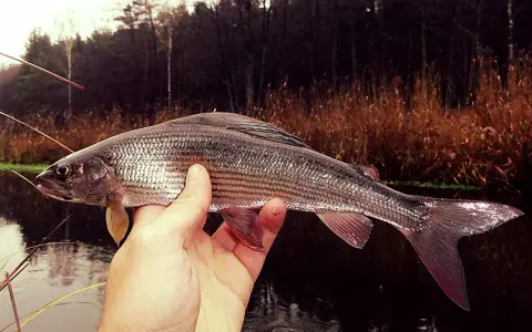 Srebrzysty łosoś złowiony na łowisku Słupi. W tle jesienny las i trzciny.