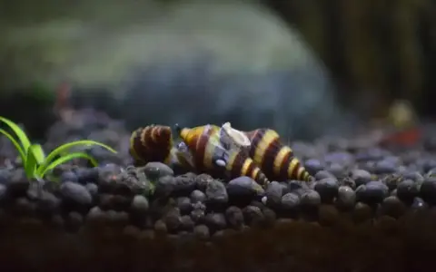 Pasywne ślimaki w akwarium, idealne do czyszczenia dna. Te ślimaki są świetnym wyborem, jeśli zastanawiasz się, jakie ślimaki do akwarium wybrać.