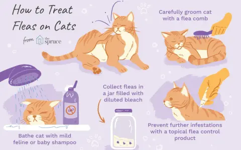 Guía ilustrada sobre cómo tratar chinches en gatos: baño, peinado, recolección y prevención.