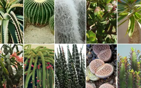 Kolaż przedstawia różnorodne sukulenty gatunki: aloes, kaktus kulisty, Tillandsia, grubosz, wilczomlecz, grudnik, kaktus-wężyk, Haworthia, litopsy i inny wilczomlecz.