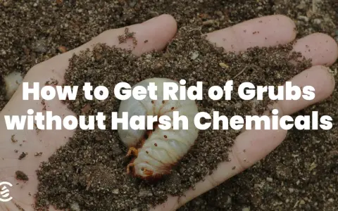 A hand holds soil with a large white grub, illustrating how to get rid of grubs without harsh chemicals.