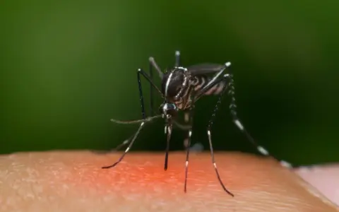 Komar na skórze, symbol problemu, który skłania do szukania sposobów na komary w domu.